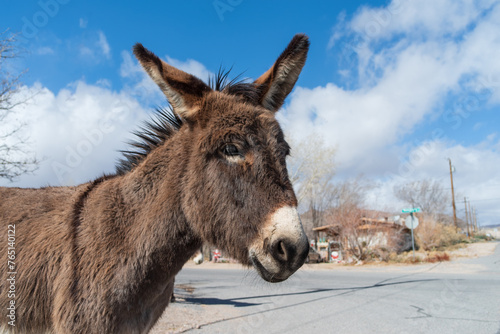 Feral donkey shown in the town of Beatty in Nevada, USA, on March,, 2024.