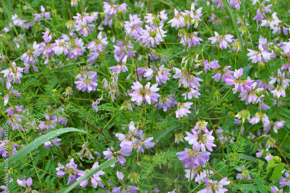 Naklejka premium In nature, Securigera varia grows in herbs