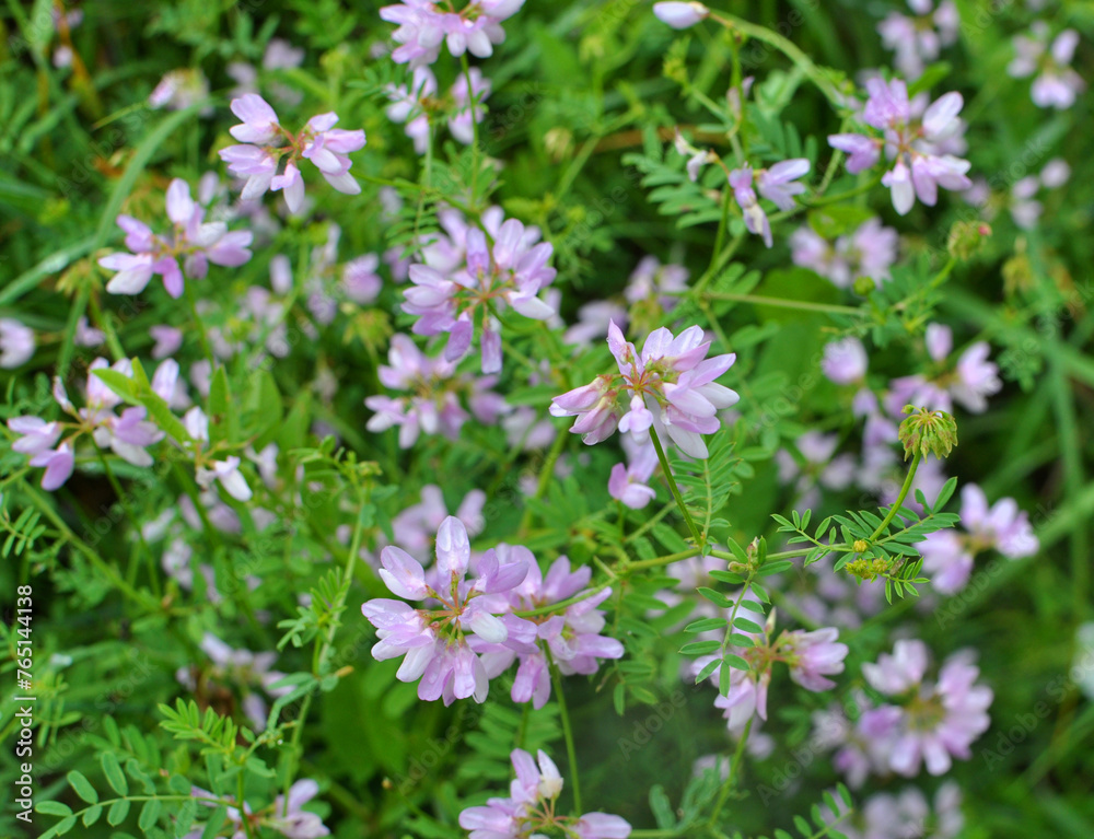 In nature, Securigera varia grows in herbs