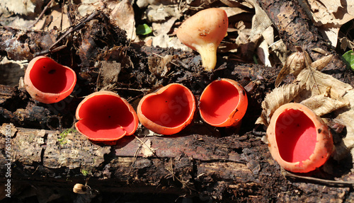 In the wild, the first spring mushroom Sarcoscypha photo