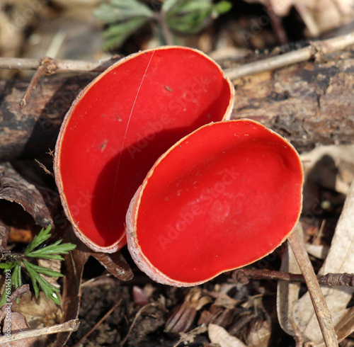 In the wild, the first spring mushroom Sarcoscypha