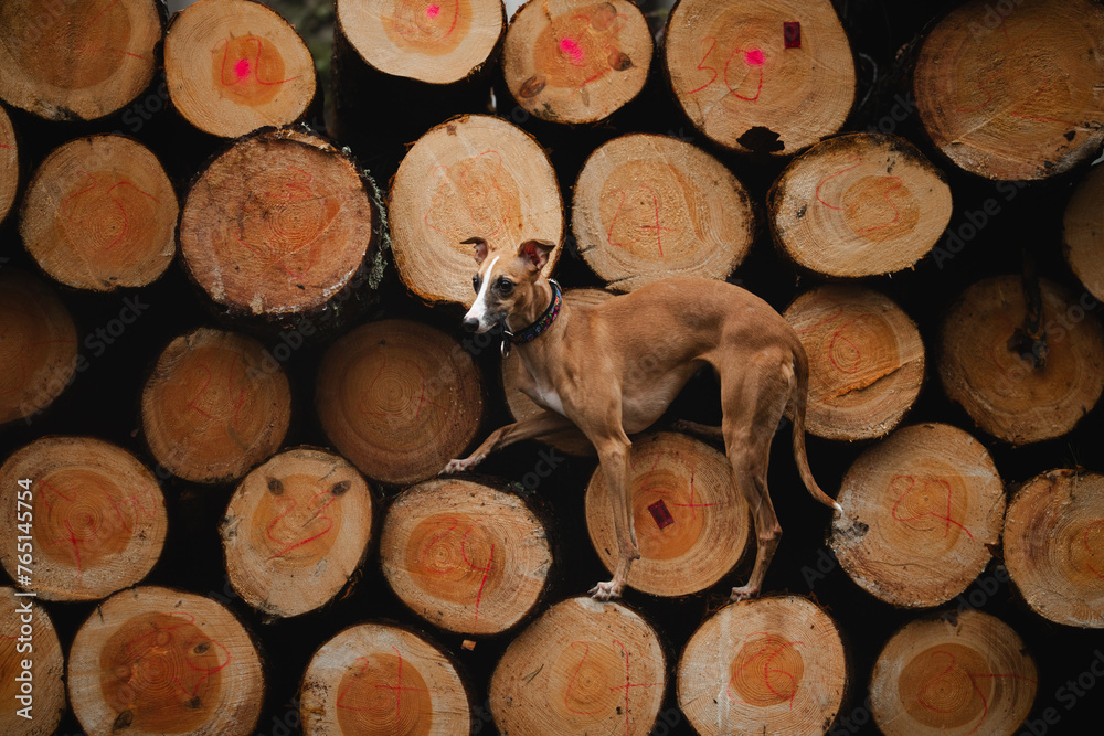 Chart angielski whippet stoi na wyciętych drzewach