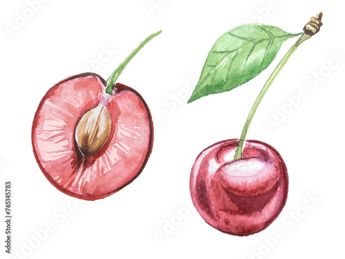 Watercolor hand painted cherry branch isolated on a white background. Wild berry illustration. Healthy food concept design. Organic cherries clipart.