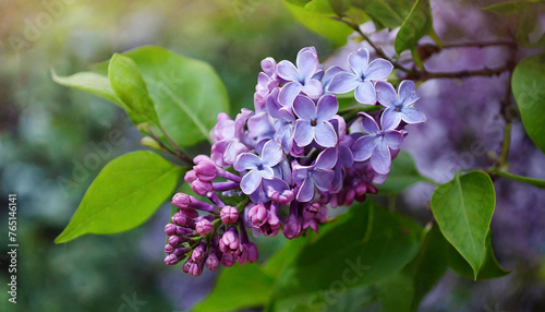 Close-up of of lilac bunch  purple flowers on a green leafy branch. Spring season. Blurred backdrop.