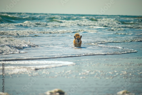 Corgi dog runs in the waves in the sea