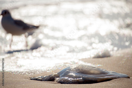 jellyfish washed ashore, seagull silhouette and shining waves with bokeh