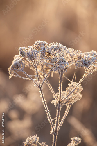 delicate openwork flowers in the frost. Beautiful morning in the fresh air. frosty morning in frost and fog. Soft focus. 
