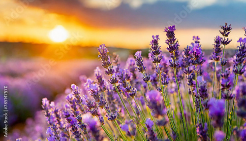 Field of lavender flowers with sunset. Beautiful nature. Spring or summer season.