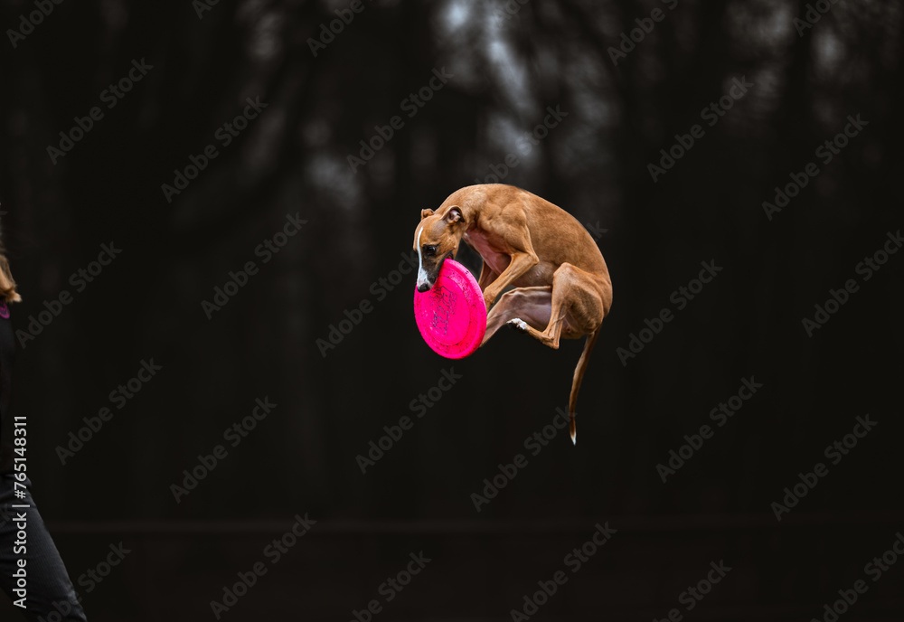 Whippet chart angielski skacze i łapie frisbee na ciemnym czarnym tle