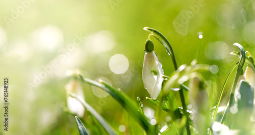 Soft focused macro snowdrops spring first oniony. Beautiful group of blooming white flowers, good for greeting postcard.