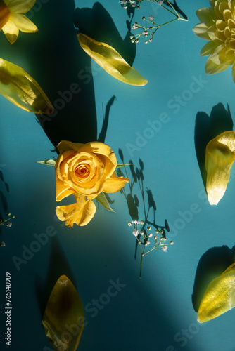 yellow rose on blue background  photo