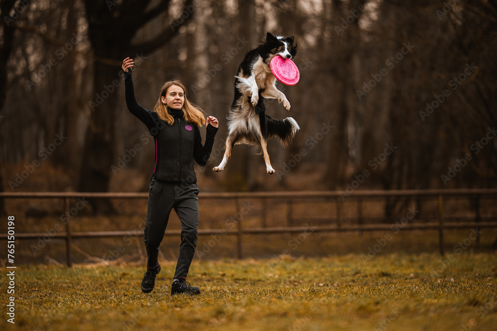 Border collie skacze i łapie frisbee na brązowym leśnym tle