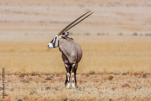 Graceful Oryx Antelope (Oryx gazella)  Icon of the Namibian Wilderness