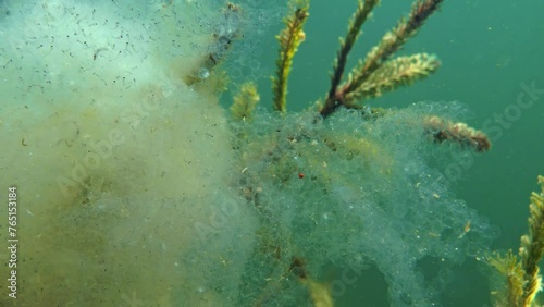 Perch spawn with unhatched fry on spruce twigs underwater photo