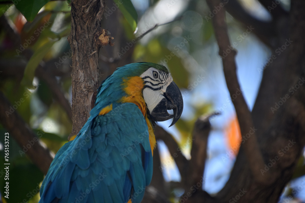 Blue and Yellow Parrot Perched in a Tree Blue and Yellow Parrot Perched in a Tree