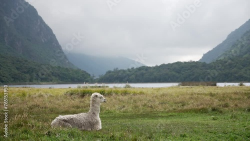El Cajas Llama
