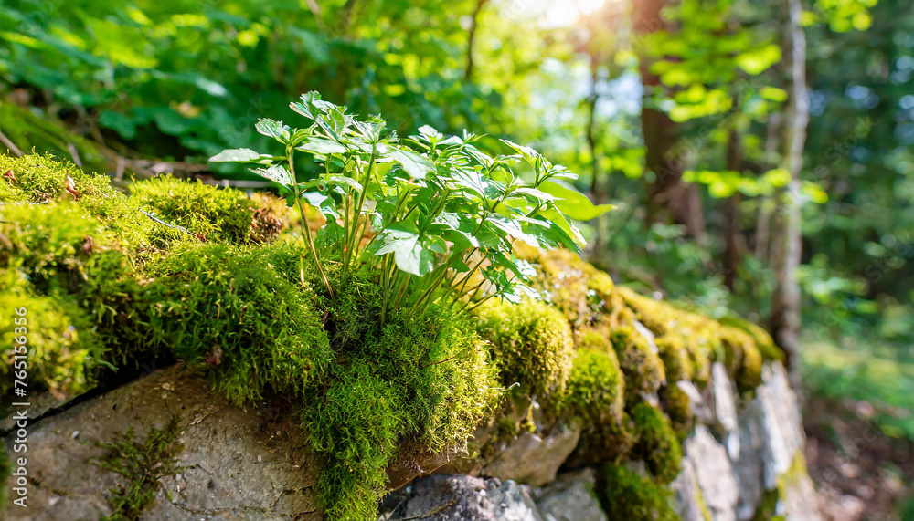 Fototapeta premium Green moss on stone wall. Natural landscape of the woods. Terrestrial plant. Beautiful nature.