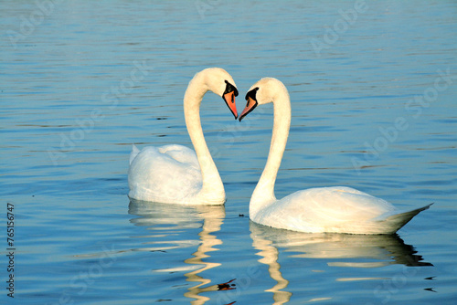 Fototapeta Naklejka Na Ścianę i Meble -  Two swans swim in the Danube. They make a heart shape with their necks. Nice day for happy couple on the river.