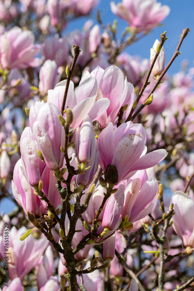 Close Up Pink And White Magnolia Soulangeana Flowers At Amsterdam The Netherlands 14-3-2024