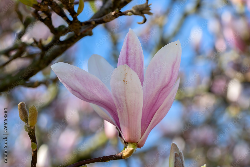 Close Up Pink And White Magnolia Soulangeana Flowers At Amsterdam The Netherlands 14-3-2024