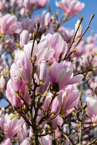 Close Up Pink And White Magnolia Soulangeana Flowers At Amsterdam The Netherlands 14-3-2024 © Robertvt