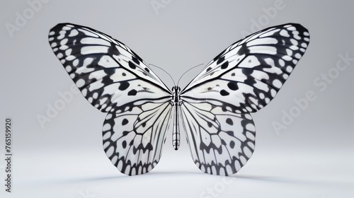 a black and white butterfly on a white background with a gray back ground and a white back ground with a black and white butterfly on it's wings.