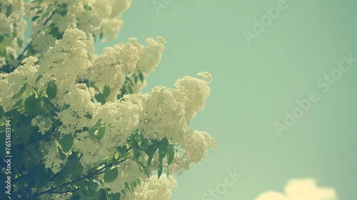 a tree filled with lots of white flowers on top of a green grass covered field with a blue sky in the background.