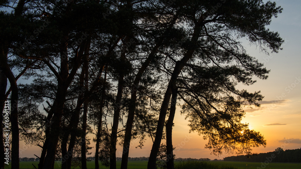 Fototapeta premium Dark silhouettes of pines at the sunset in the field.