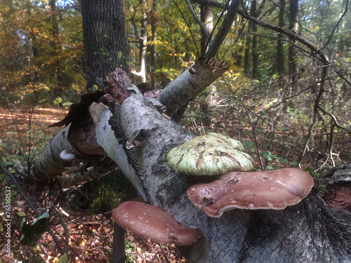 mushrooms in the forest (Piptoporus betulinus) photo