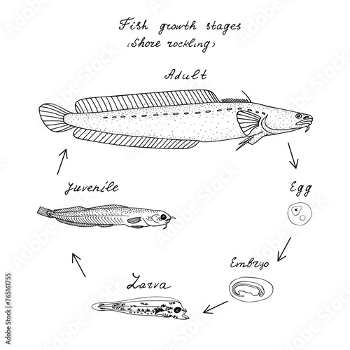 Fish growth stages (Shore rockling). Hand drawn realistic black line illustration.