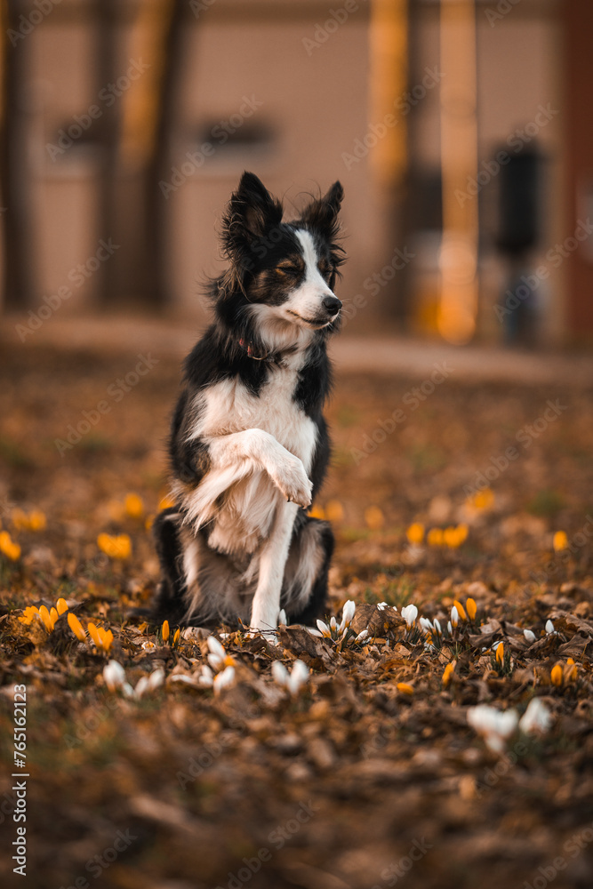 Border collie wymachuje łapą