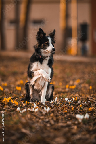 Obraz na płótnie Border collie wymachuje łapą w salonie