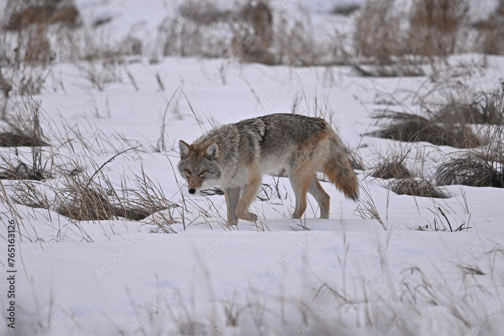 Naklejka premium COYOTE
