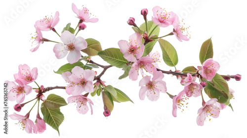 Wallpaper Mural Sakura flowers blooming in springtime on transparent background, png	 Torontodigital.ca