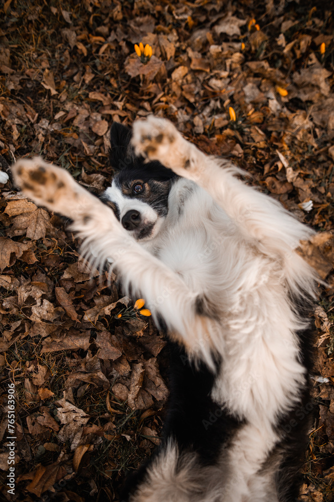 Border collie leży na grzbiecie i macha łapami