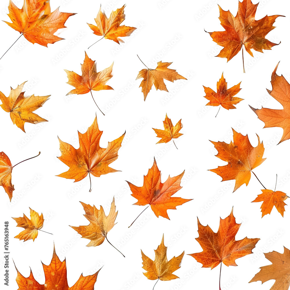 Scattered autumn dry orange maple leaves on transparent background, png	