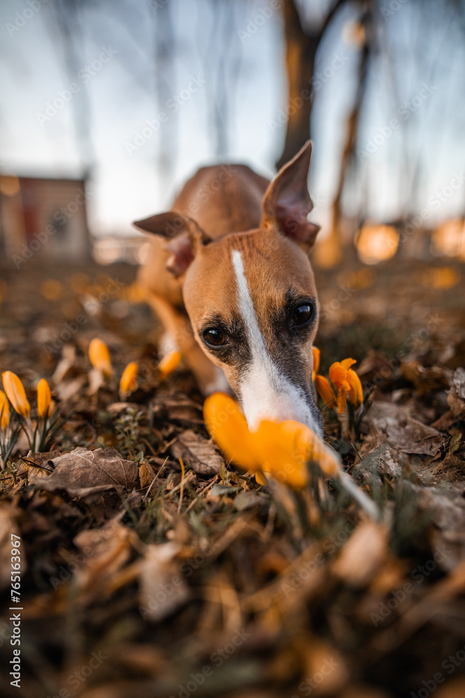 Chart angielski whippet wącha kwiat krokus