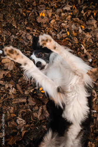 Obraz na płótnie Border collie leży na grzbiecie i macha łapami w salonie