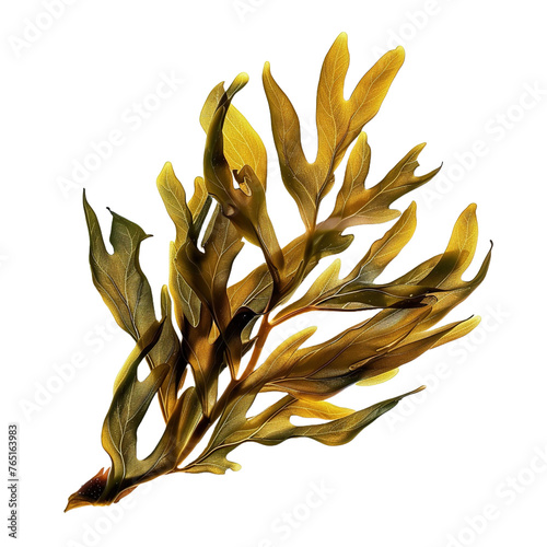 Seaweed on transparent background, png	