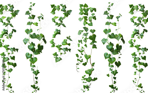 Set of cutout dichondra creeper plant and vines on transparent background, png 