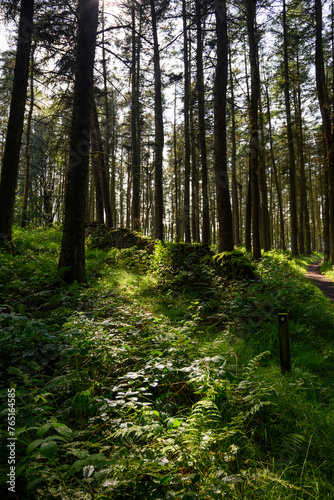 Lush English Pine Woods: Dense Forest of Tall Pine Trees with Rich Green Foliage and Sunlight Filtering Through in the Peak District