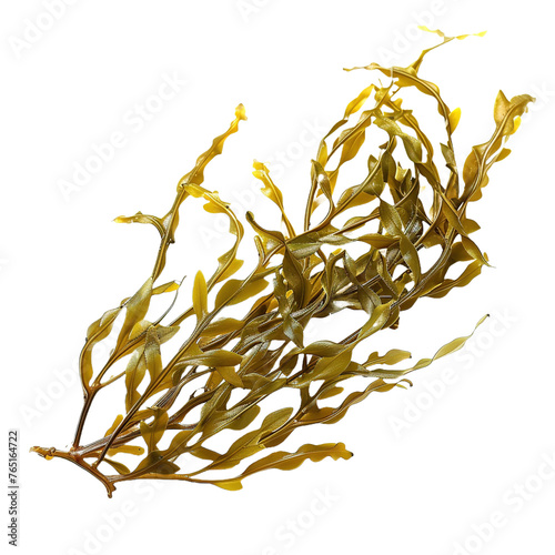 Seaweed on transparent background, png	