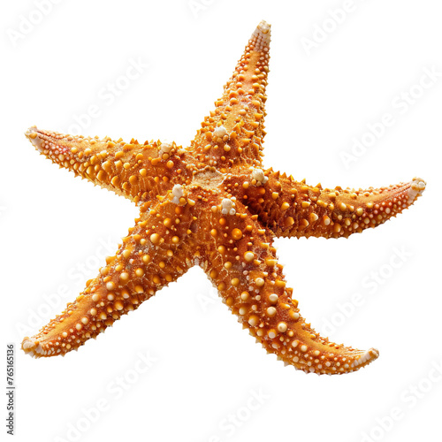 Starfish on transparent background, png 