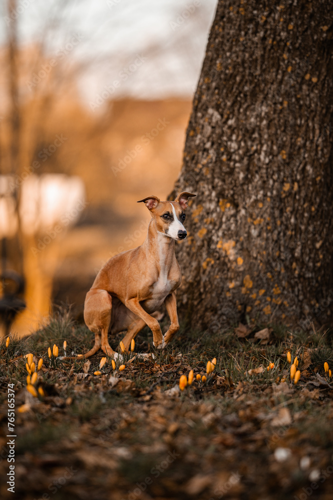 Whippet startuje do biegu