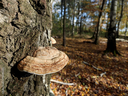 mushrooms in the forest (Fomes fomentarius)