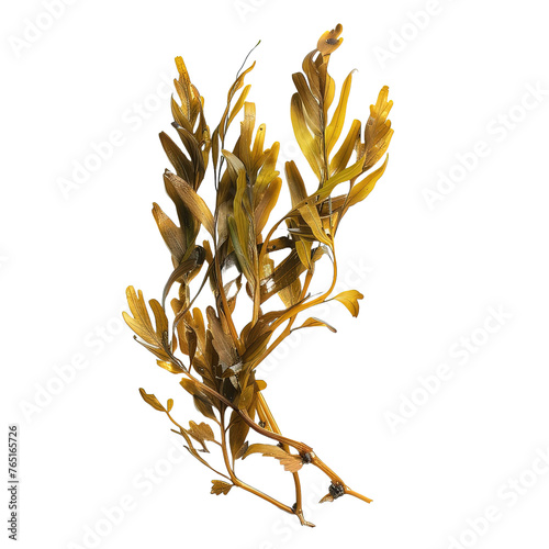 Seaweed on transparent background, png	