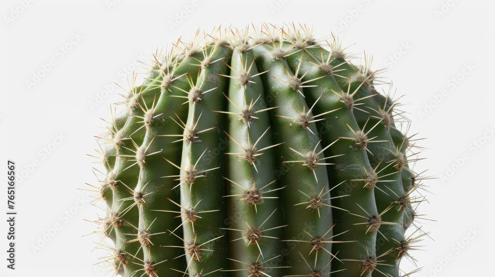 A close up shot of a cactus plant against a white background. Perfect for botanical designs A close up shot of a cactus plant against a white background. Perfect for botanical designs