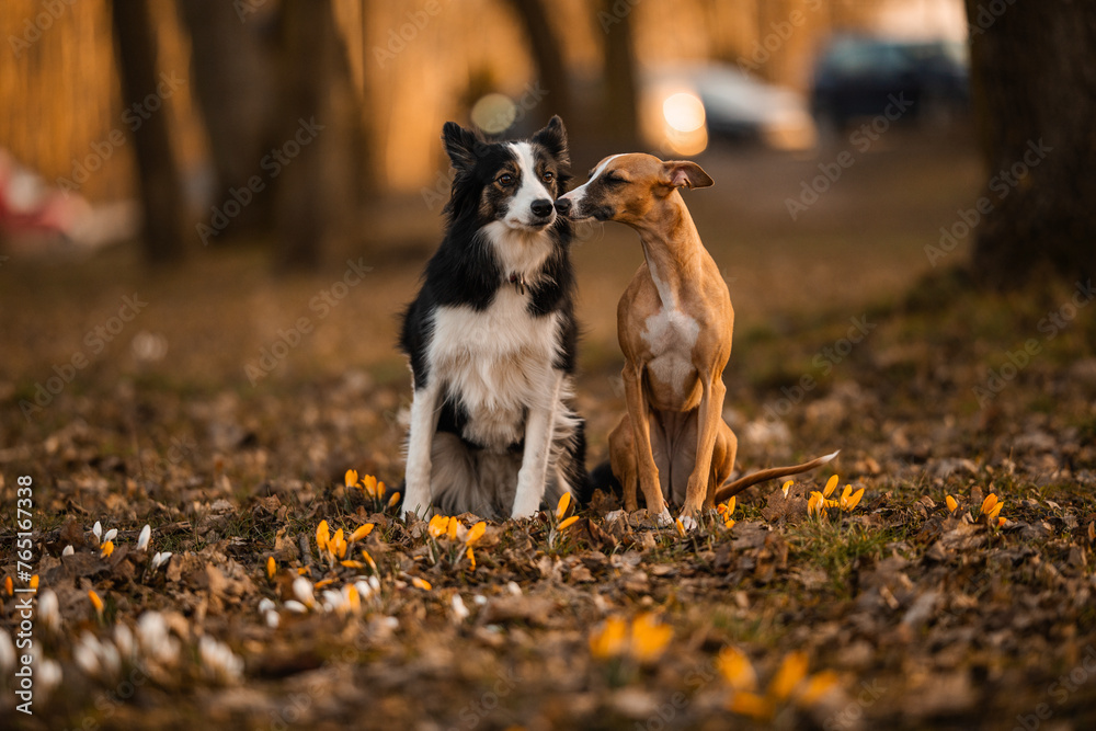 Chart całuje border collie po pyszczku