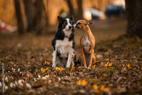 Obraz na płótnie Chart całuje border collie po pyszczku w salonie