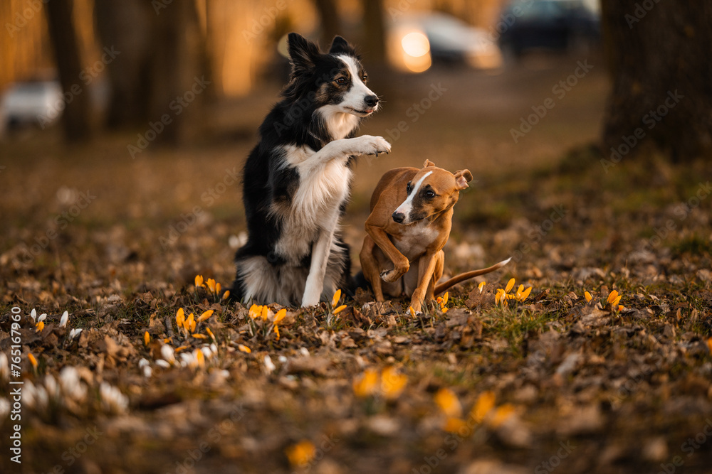 Border Collie macha łapą do whippet